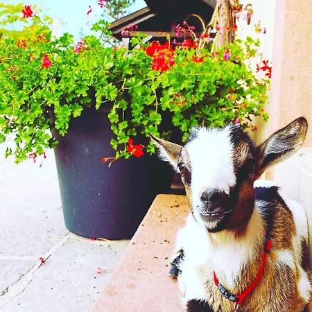 L'etoile Du Vignoble, Au Coeur D'un Ranch Alsacien