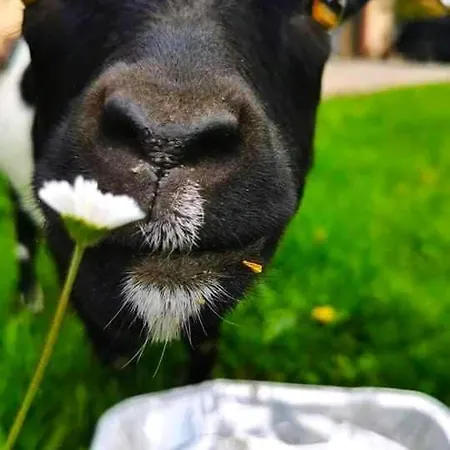 L'etoile Du Vignoble, Au Coeur D'un Ranch Alsacien Appartamento *